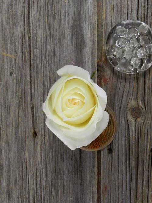 WHITE CHOCOLATE   CREAM ROSES